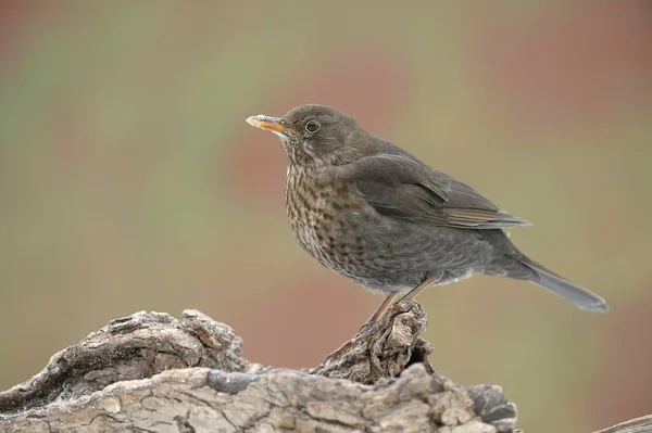 Melro Fêmea Turdus Merula — Fotografia de Stock