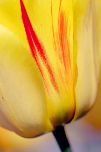 Imagem Detalhe Tulipa Vista Perto — Fotografia de Stock