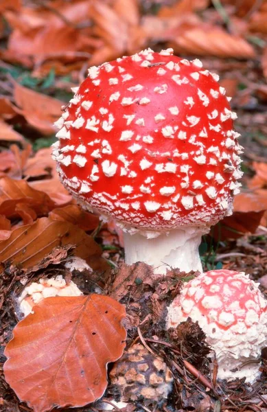 Fly Agaric Mushroom Amanita Muscaria North Rhine Westphalia Germany Europe — Stock Photo, Image