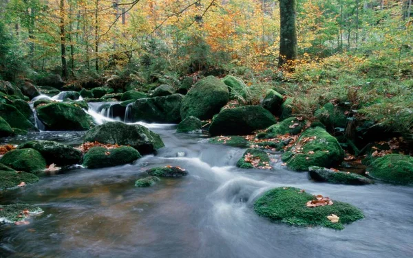 Forest Stream Autumn Bavarian Forest National Park Bavaria Germany Europe — ストック写真