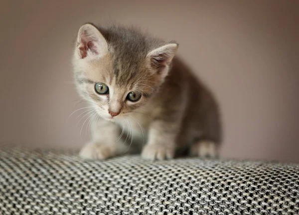 Kotě Týdnů Sedící Gauči — Stock fotografie