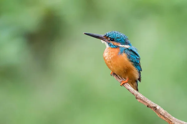 Kingfisher Alcedo Atthis Male Perch Hesse Germany Europe — 图库照片