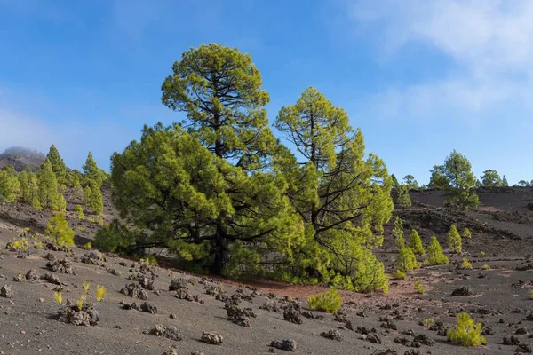 Canary Pine Pinus Canariensis Volcanic Landscape Teide National Park Canary — Stockfoto