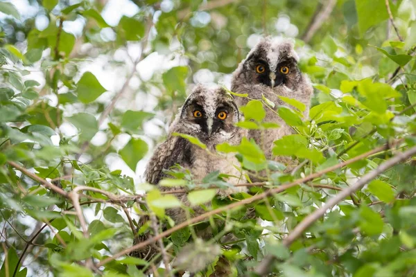 Young Long Eared Owls Asio Otus Sitting Tree Young Animals — Φωτογραφία Αρχείου