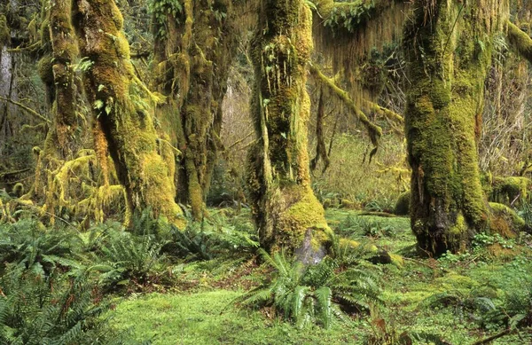 Trees Overgrown Moss Hoh Rainforest Olympic National Park — ストック写真