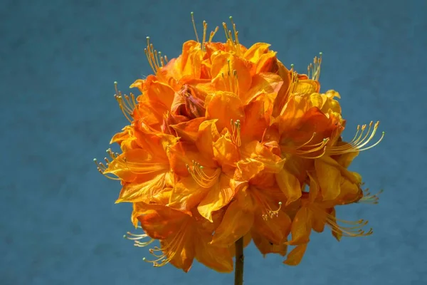 Orange Blossom Azalea Baden Wrttemberg Germany Europe — Stockfoto