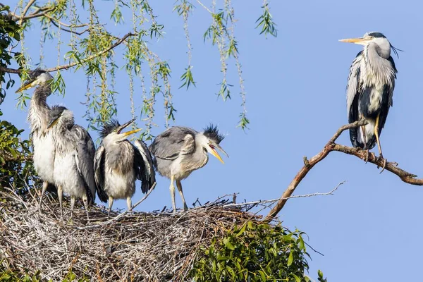 Grey Heron Ardea Cinerea Young Birds Nest Adult Bird Lower — Stockfoto