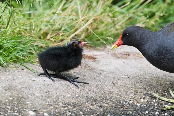 Gallinas Comunes Gallinula Chloropus Animal Joven Alimentado Emsland Baja Sajonia —  Fotos de Stock