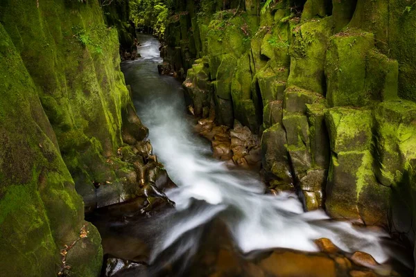 Floden Löper Genom Whaiti Nui Toi Canyon Regnskog Whirinaki Skog — Stockfoto