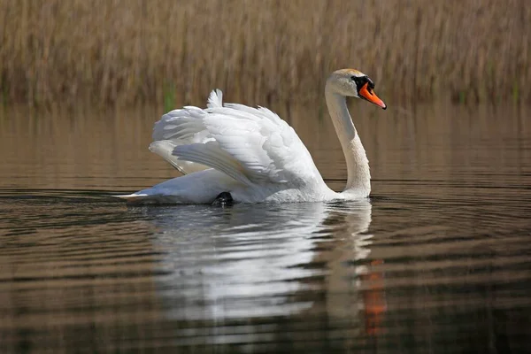 Mute Swan Water Courtship Schleswig Holstein Germany Europe — Foto de Stock