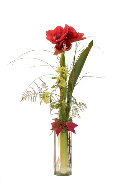 Amaryllis Hippeastrum Vase Decoration — Stock Photo, Image