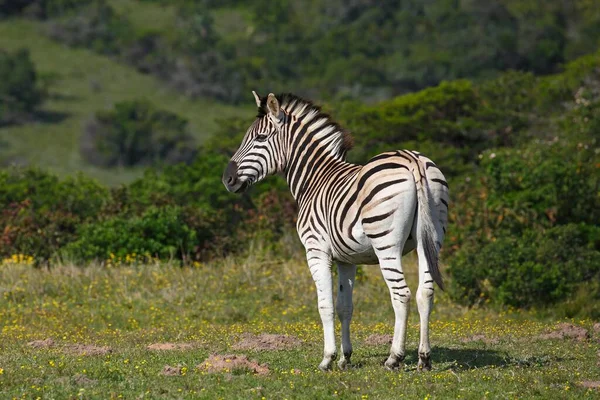 Zebra Burchella Park Narodowy Addo Elephant Republika Południowej Afryki Afryka — Zdjęcie stockowe