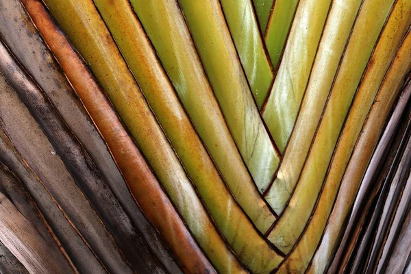 Traveller Tree Ravenala Madagascariensis Detail Gran Canaria Canary Islands Spain — Stockfoto