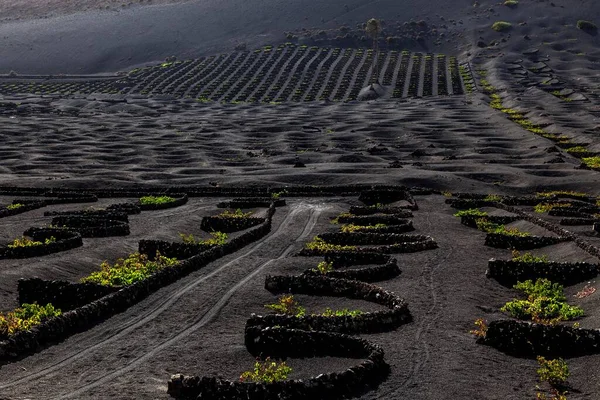 Typical Vineyards Dry Cultivation Volcanic Ash Lava Wine Growing Region — Stockfoto