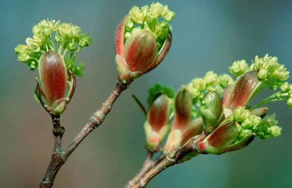 Norway Maple Flowers Close View Summer Concept — Stock Photo, Image