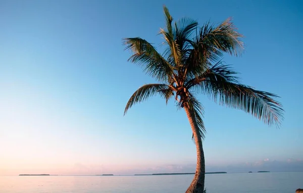 Coconut Palm Cocos Nucifera Morning Light Everglades National Park Florida — Foto de Stock