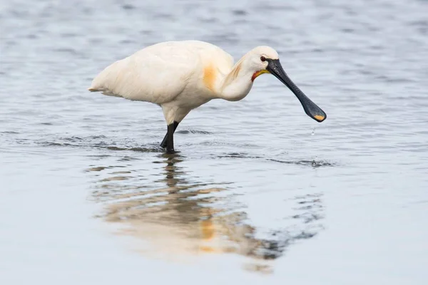 Common Spoonbill Texel North Holland Netherlands — Foto Stock