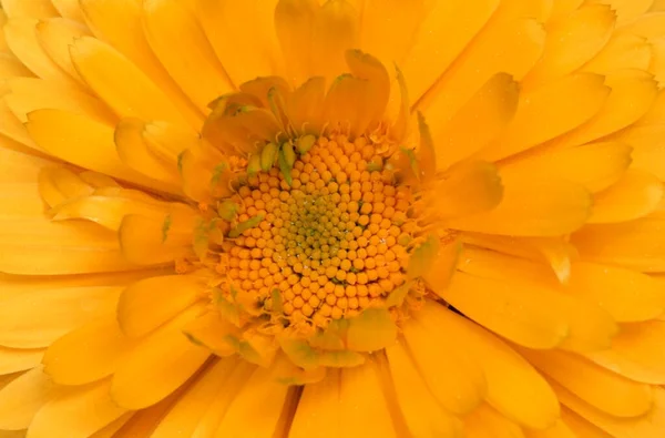 Garden Marigold Flower Close View Summer Concept — Photo
