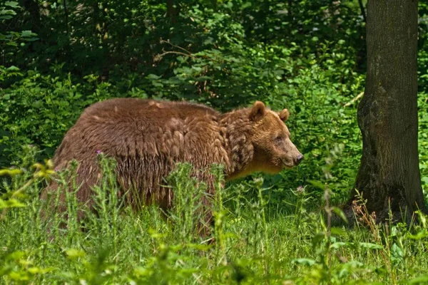 Brown Bear Ursus Arctos Spring Captive Tierpark Isselburg Germany Europe — Stock fotografie