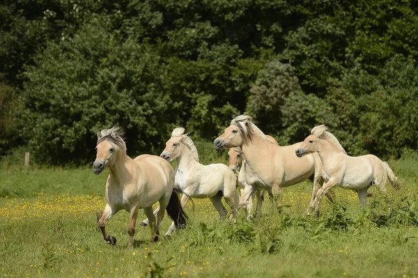 Konie Fiordowe Bergisch Gladbach Refrath Nadrenia Północna Westfalia Niemcy Europa — Zdjęcie stockowe