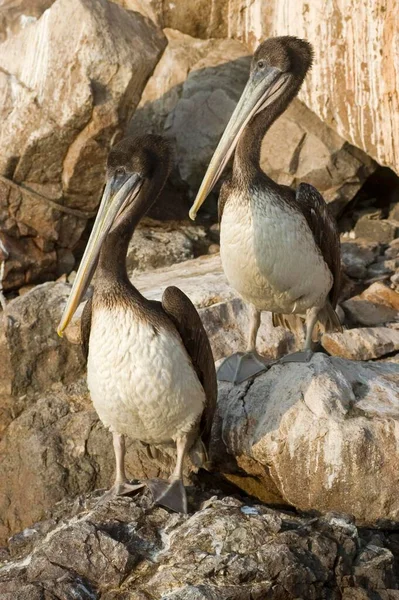 Brown Pelican Lat Pelicanus Occidentalis Sitting Harbour Arica Chile South — Fotografia de Stock