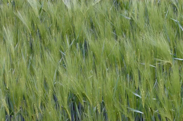 Rye Észak Rajna Vesztfália Németország Secale Cereale — Stock Fotó