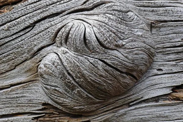 Structure, knots, knot in wood, Oregon, USA, North America