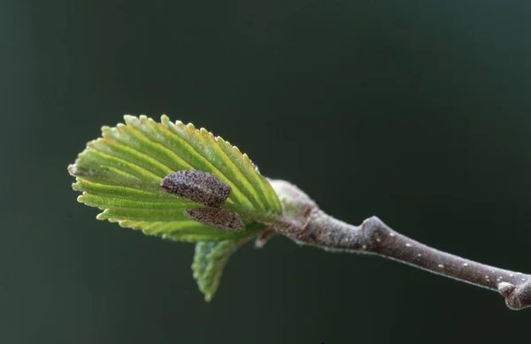Common beech (Fagus sylvatica), leaf shoots in spring, Sweden, Europe