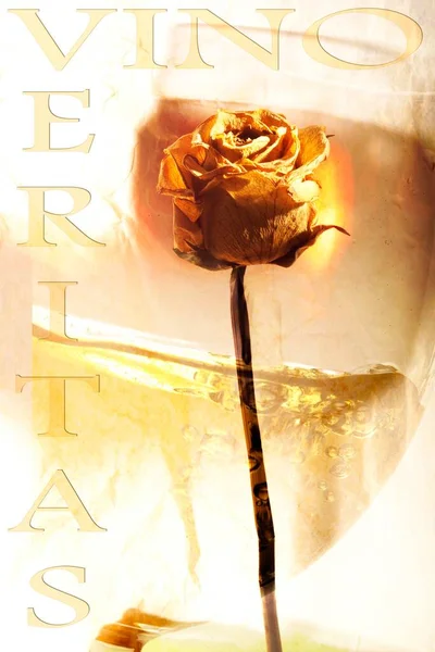 Words Vino Veritas Dried Rose — Stok fotoğraf