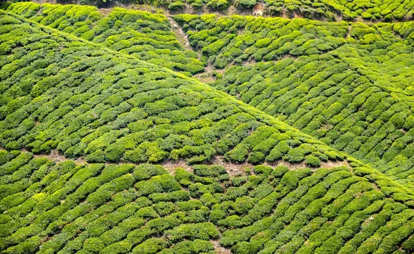Tea plantations, Cameron Highlands, Tanah Tinggi Cameron, Malaysia, Asia