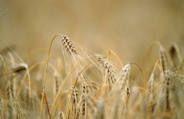Barley Hordeum Vulgare North Rhine Westphalia Germany Europe — Stock Fotó