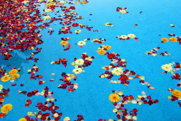 Flowers Watersurface Pool — Stock Photo, Image