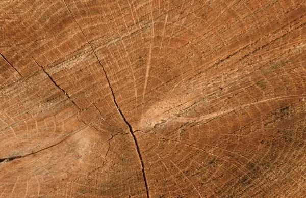 Wood, cross-section of a tree trunk, Germany, Europe