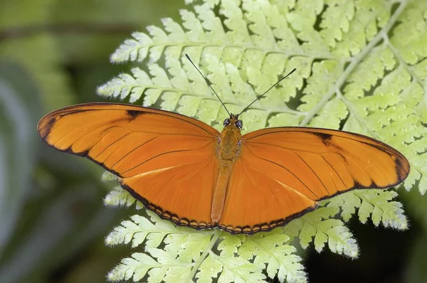 Julia Heliconian Butterfly Dryas Julia — Stok fotoğraf