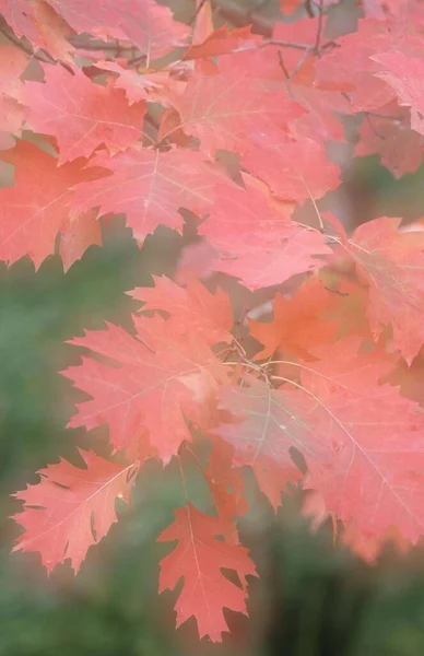 Северный Красный Дуб Quercus Rubra Осенью Северный Рейн Вестфалия Дуб — стоковое фото