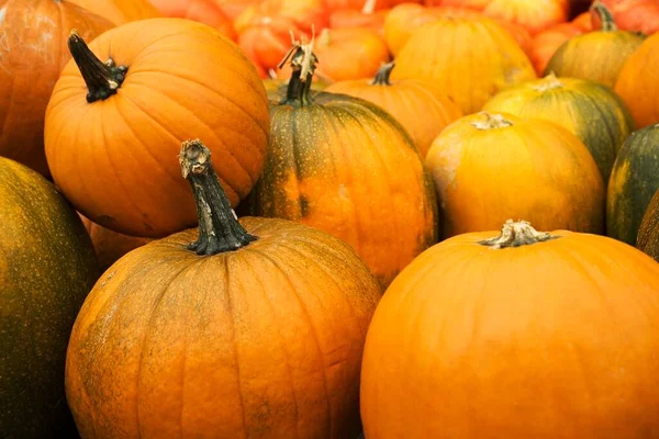 Different Pumpkins Decoration Cooking — Stockfoto