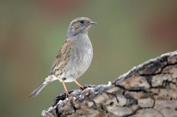 Van Dichtbij Bekeken Dunnock Prunella Modularis — Stockfoto