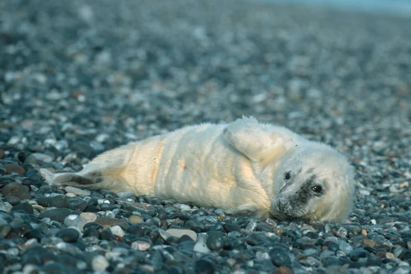 Gri Fok Yavrusu Helgoland Schleswig Holstein Almanya Halichoerus Grypus — Stok fotoğraf