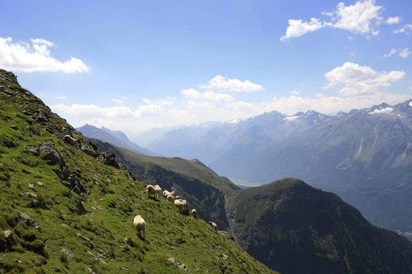 Sheep Mountainside Oetztal Tyrol Austria Europe — 图库照片