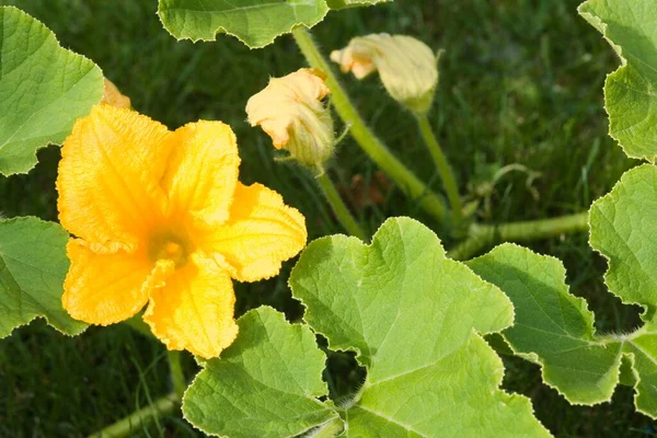 Cucurbita Blossom Flowers Close View Summer Concept — ストック写真