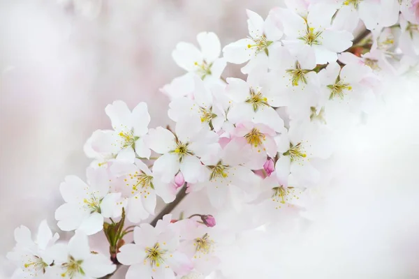 Flores Cerezo Japonés Prunus Serrulata Emsland Baja Sajonia Alemania Europa —  Fotos de Stock