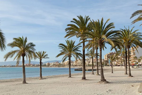 Palm Trees Beach Arenal Majorca Balearic Islands Spain Europe — Stock Photo, Image