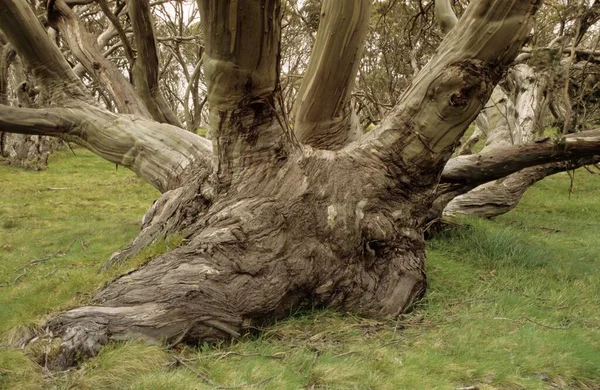 Snowgum Eucalypt Australian Alps Victoria Aus —  Fotos de Stock