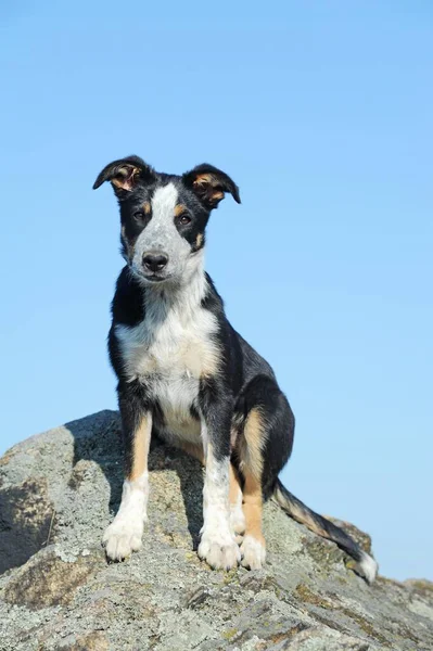 Border Collie Young Female Tricolor Sitting Rocks — Stock Fotó