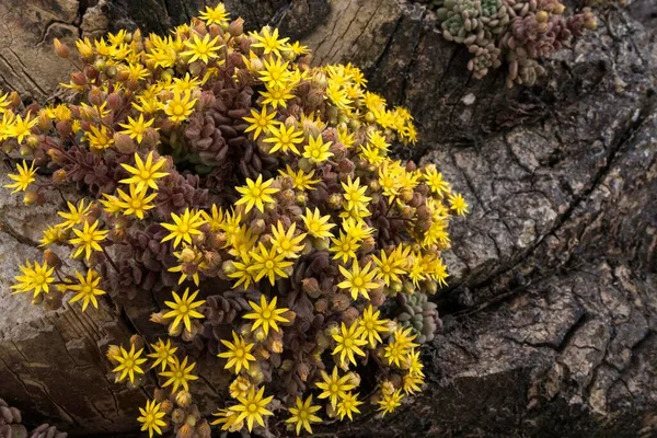 Monanthes Plants Crassulaceae Family Monanthes Yellow Flowers Lanzarote Canary Islands — Stok fotoğraf