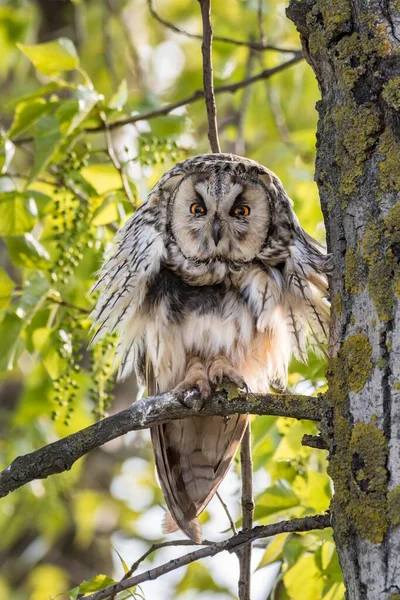 Long Eared Owl Sitting Tree Lake Neusiedl Burgenland Austria Europe — 图库照片