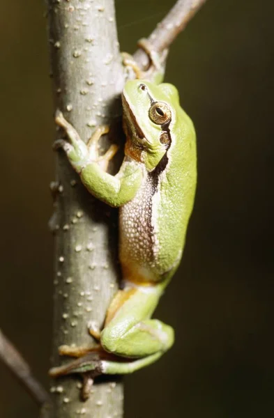 European Treefrog Climbing Little Tree Muensterland Nordrhein Westfalen Germany Europe — Φωτογραφία Αρχείου