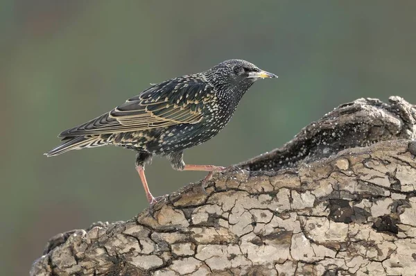 Starling Bird Natural Habitat — Stock Photo, Image