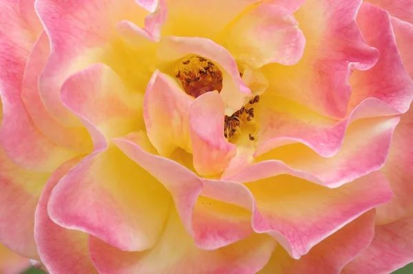Квітка Троянди Вид Крупним Планом Літня Концепція — стокове фото
