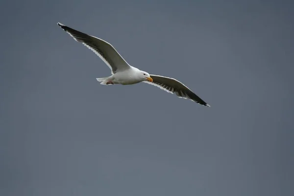 Flying Larus Fuscus Niebie Iceland — Zdjęcie stockowe